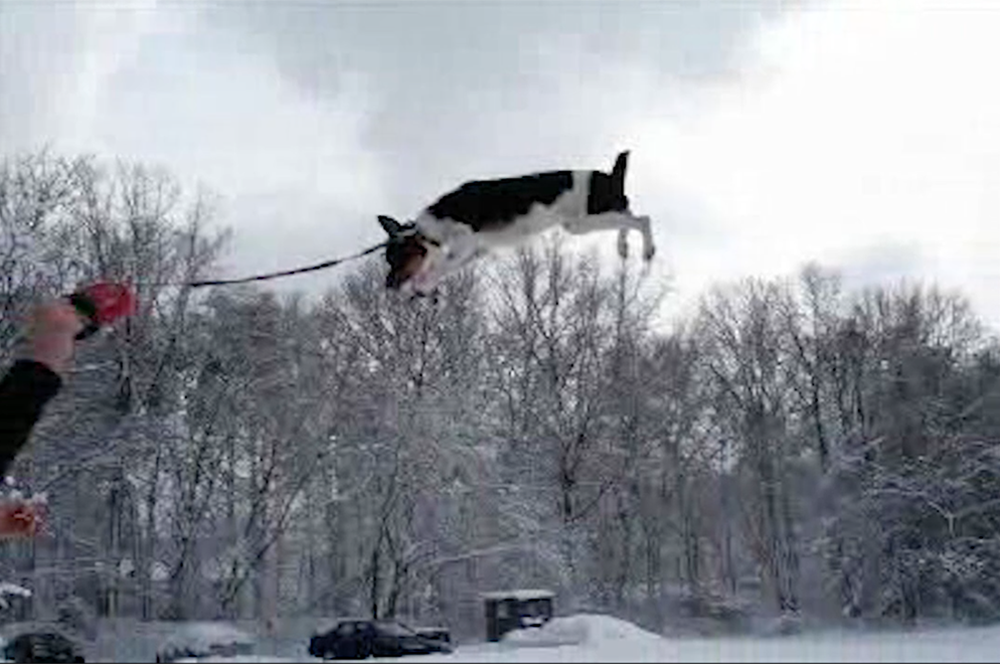 Winter Kite: still